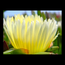 ice plant flower 3 posters