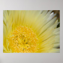 ice plant flower 4 poster