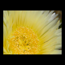 ice plant flower 4 posters