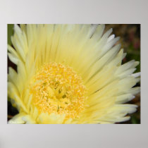 Ice Plant Flower Poster