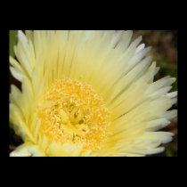 Ice Plant Flower posters