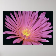 Ice plant (Lampranthus glomeratus) flowers Print