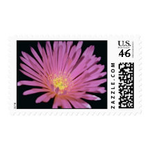 Ice plant (Lampranthus glomeratus) flowers Stamps