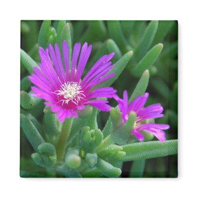 Ice Plant Fridge Magnet by littlewingdesign