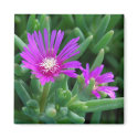 Ice Plant magnets by littlewingdesign Ice Plant magnets