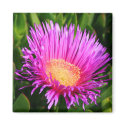 Ice Plant Magnet