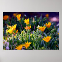 Ice Plant Poster