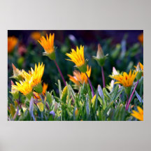Ice Plant Posters