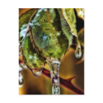 Ice postcards