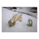 Ice Storm 2003 cards