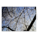 Ice storm 2 cards