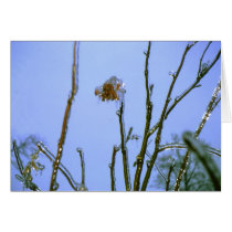 Ice storm 3 cards by kchwxdr Ice storm 3 cards