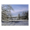 Ice Storm Glazes A Forest posters