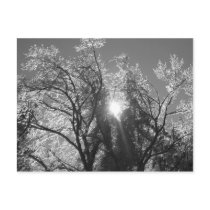 Ice Tree postcards