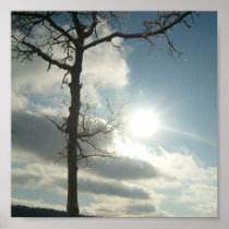 Ice/Tree Sunny Tree Poster