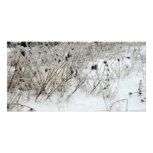 Ice Weeds Photo Card