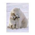 Icebear and Dog postcards