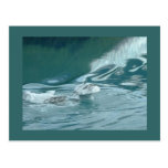 "Iceberg Mushroom Delight" Post Card