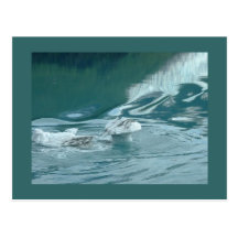 "Iceberg Mushroom Delight" Post Card