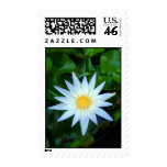 Iceblue Water Lily Stamps