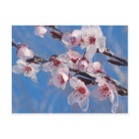 iced blossoms post card
