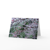 Iced Crabapple Cards