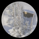 Iced fir tree with snow plates