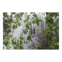 Iced Leaves posters by LazyLuxury Iced Leaves posters