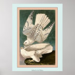Iceland or Jer Falcon Print