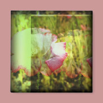 Iceland Poppy Beauty magnets