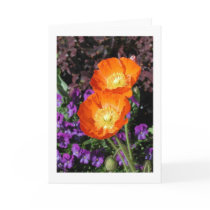 "Iceland Poppy" cards