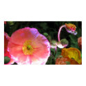 iceland poppy print