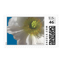 Iceland Poppy Wedding Postage Stamp by naturalilly Iceland Poppy Wedding Postage Stamp