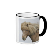 Iceland. Portrait of an Icelandic horse. Mug