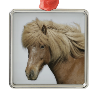 Iceland. Portrait of an Icelandic horse. Square Metal Christmas Ornament