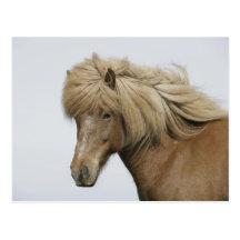 Iceland. Portrait of an Icelandic horse. Postcard