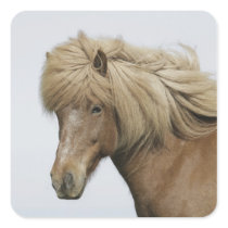 Iceland. Portrait of an Icelandic horse. Stickers