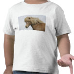 nobody, portrait, mammal, horse, jaynes gallery,