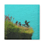 Iceland Puffins Magnets