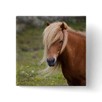 Icelandic Foal