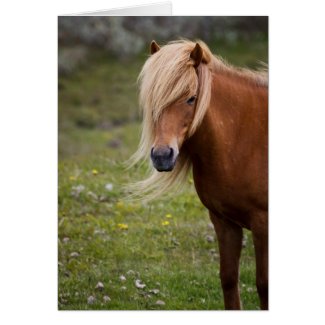 Icelandic Foal