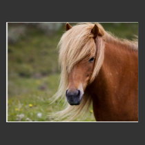 Icelandic Foal Postcard postcards