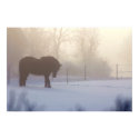 Icelandic Horse in a  Frosty Mist posters
