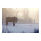 postcard - Icelandic horse sihouette in a frosty mist, Randers, Denmark.   License,  
  Image: Malene Thyssen 