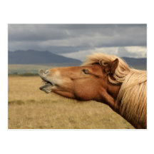 Icelandic horse Postcard