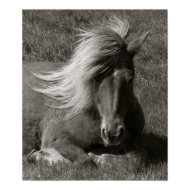 Icelandic Horse print