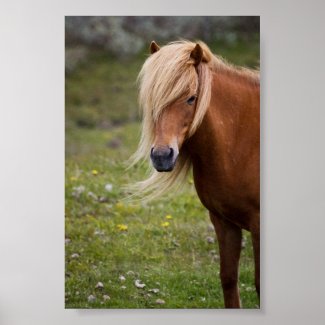 Icelandic Horse Posters