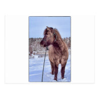 Icelandic Horse Power Post Card
