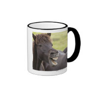 Icelandic horse with funny expression mugs