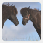 Icelandic horses facing each other square stickers